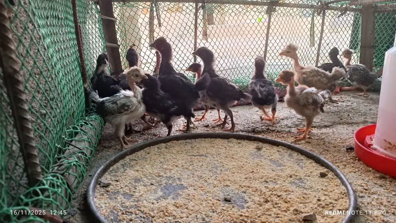 جوجه ۴۰روزه محلی|حیوانات مزرعه|دهدشت, |دیوار