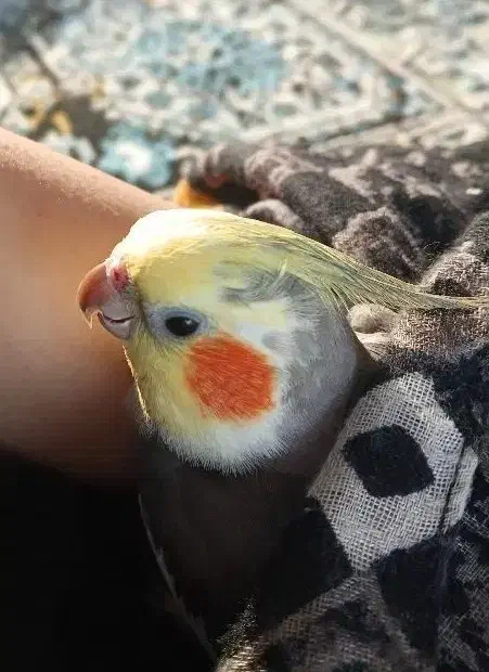 عروس هلندی|پرنده|آستارا, |دیوار