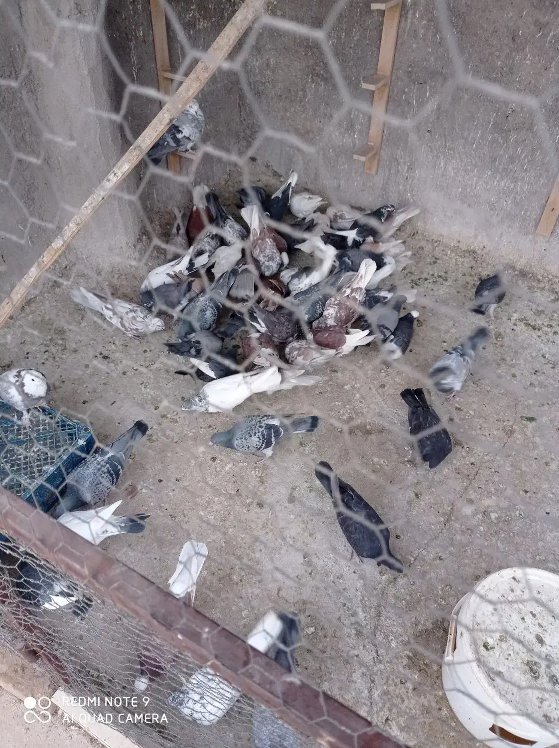 کبوتر. رنگی|پرنده|اردکان, |دیوار