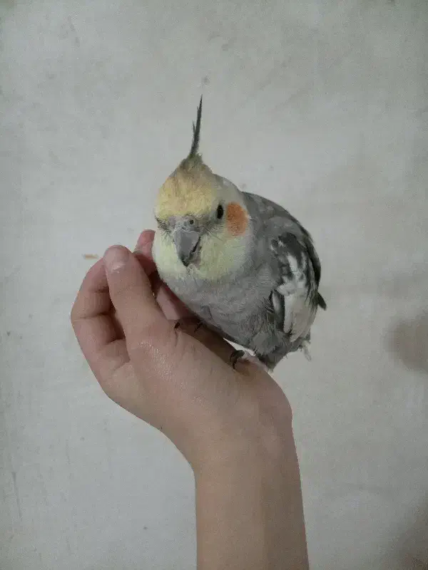 عروس هلندی دستی|پرنده|آباده, |دیوار