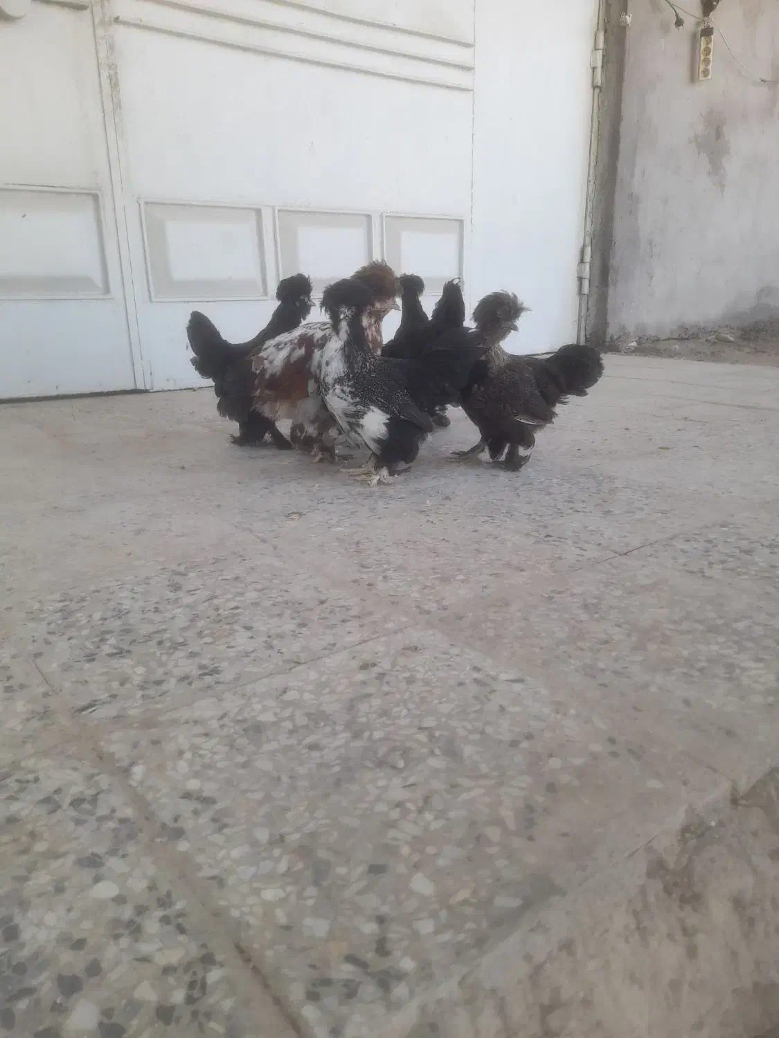 مرغ عثمانی|حیوانات مزرعه|اندیمشک, |دیوار