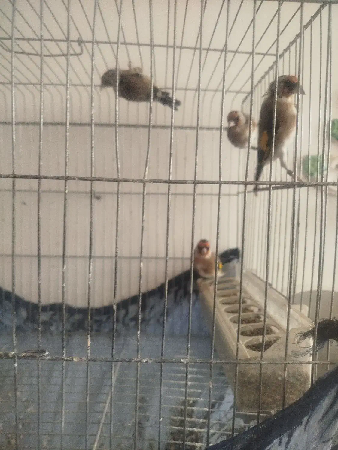 سهره قناری جوجه قفس پلاک پا|پرنده|فسا, |دیوار