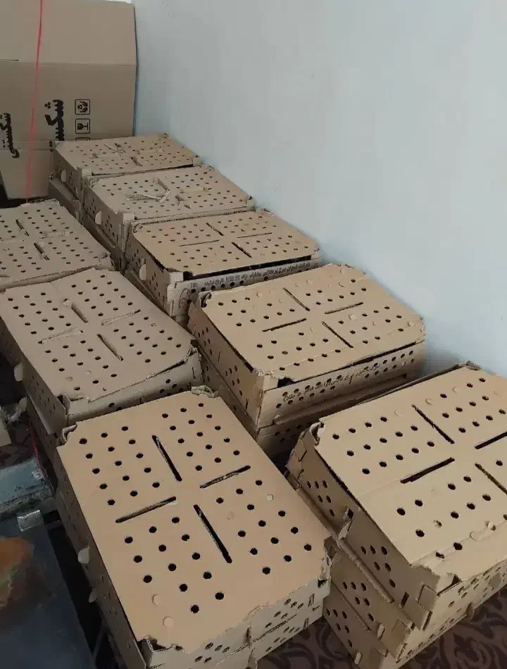 فروش ویژه جوجه محلی|حیوانات مزرعه|شیراز, ارم|دیوار