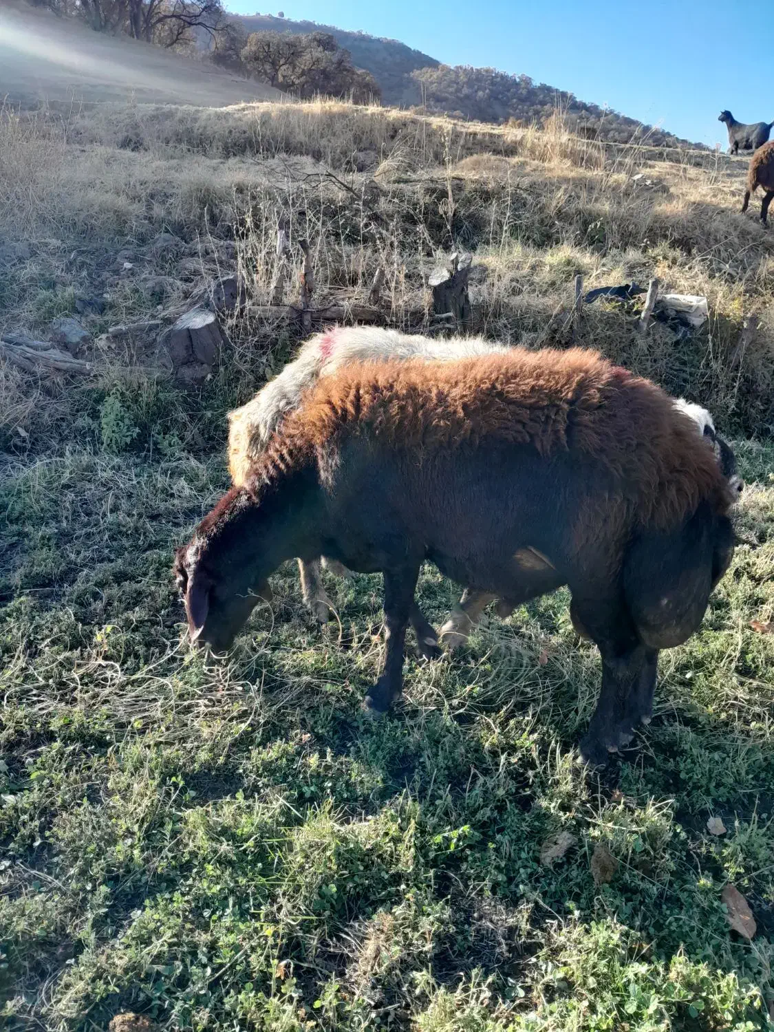 قوچ|حیوانات مزرعه|مریوان, |دیوار