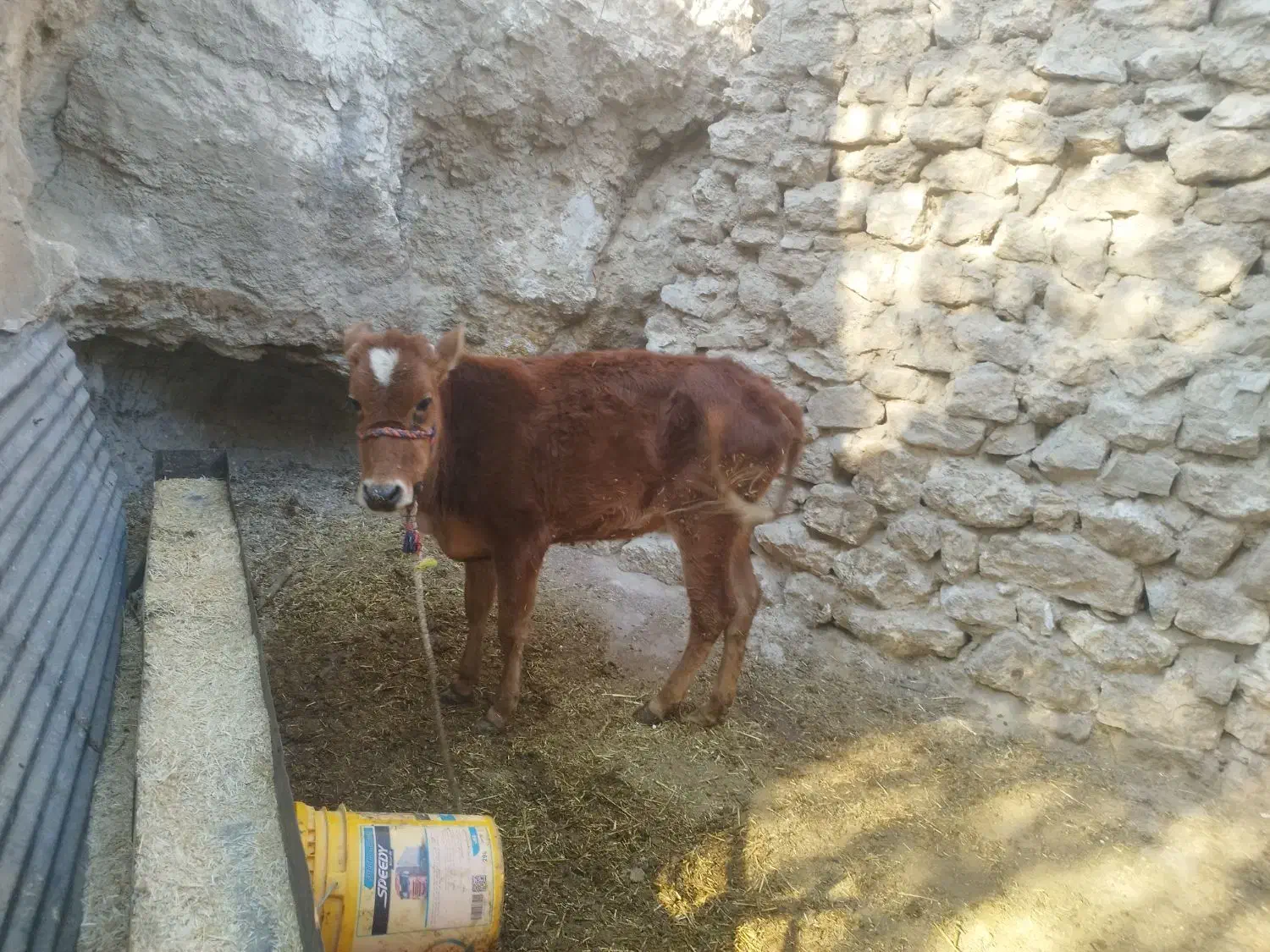 گوشت مراسمات با تخفیف ویژه فروشی|خدمات پذیرایی، مراسم|مسجد سلیمان, |دیوار