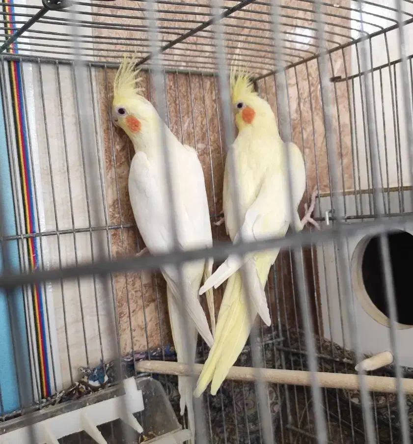 عروس هلندی|پرنده|قم, نیروگاه|دیوار