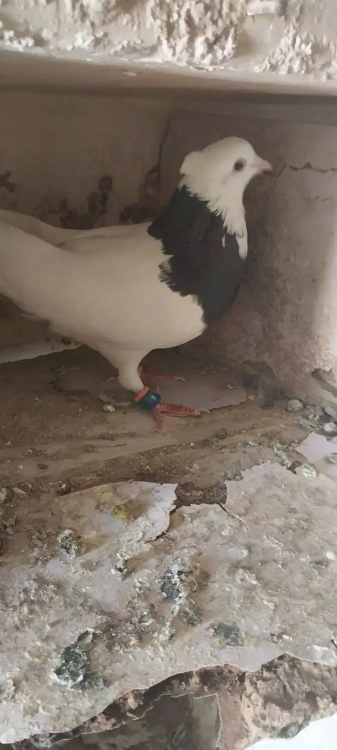 کبوتر طوقی سیاه|پرنده|بوشهر, |دیوار