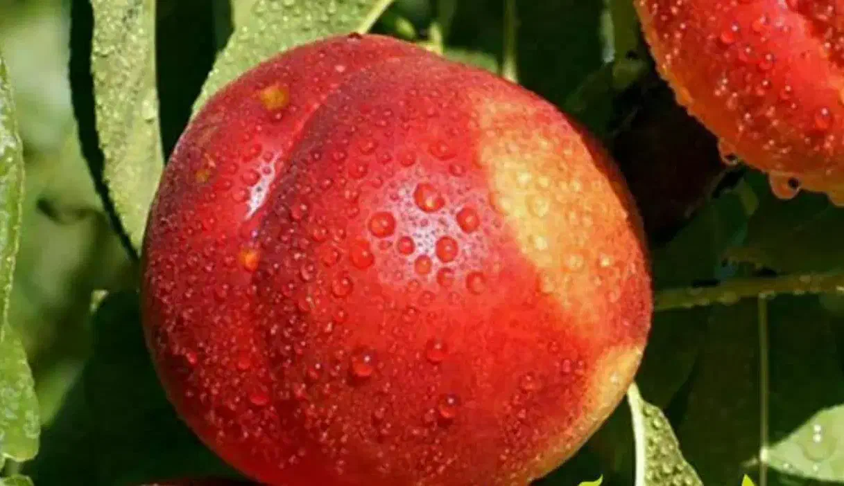 پیش فروش نهال شلیل مغان دوساله|خدمات باغبانی و درختکاری|جیرنده, |دیوار