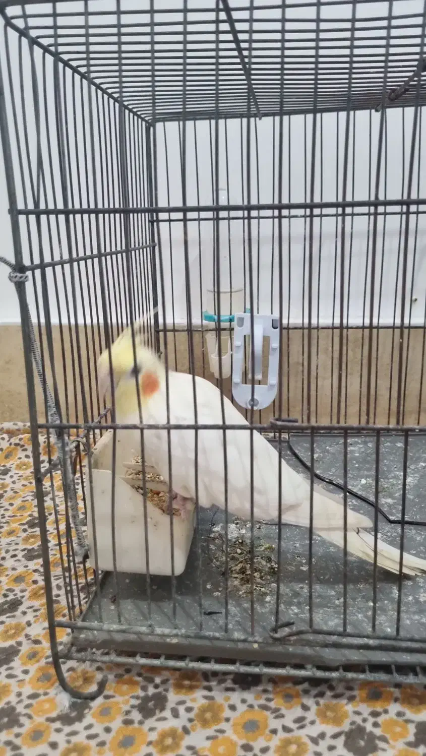 عروس هلندی|پرنده|ماسال, |دیوار