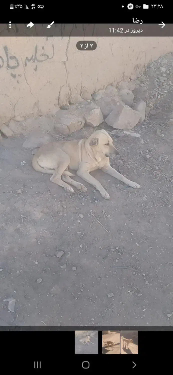 سگ  زرنگ|سگ|تخت سلیمان, |دیوار