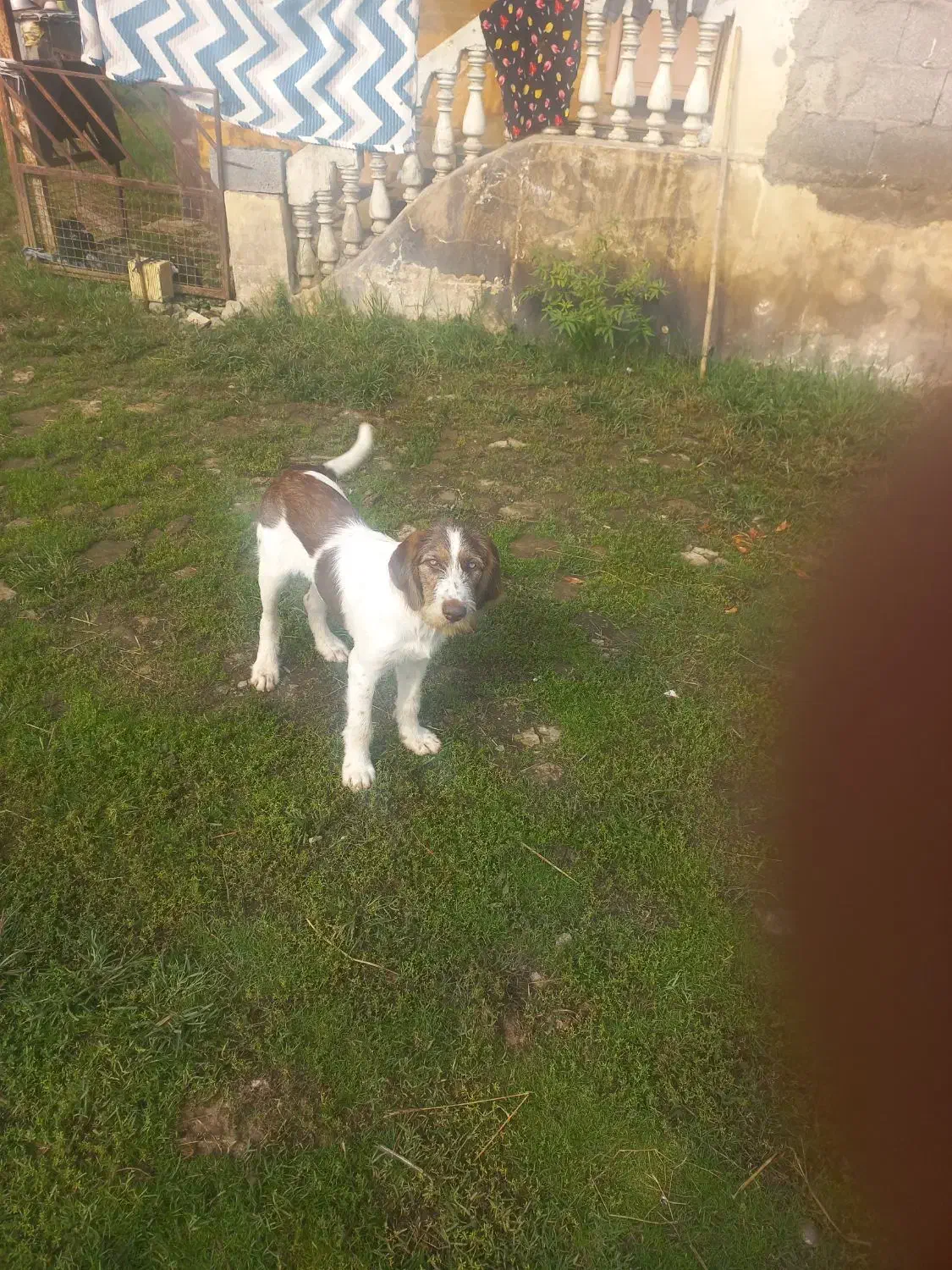 توله سگ شکاری موسمی نر|سگ|کوچصفهان, |دیوار