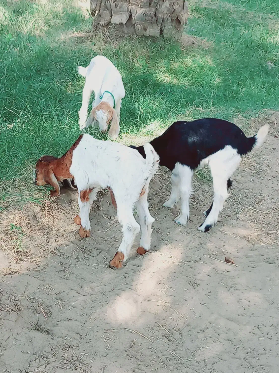 کهره شیری مناسب|حیوانات مزرعه|جیرفت, |دیوار