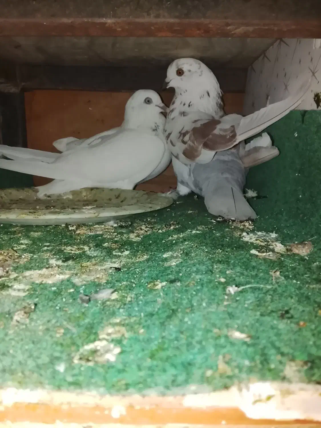 کبوتر|پرنده|قشم, |دیوار