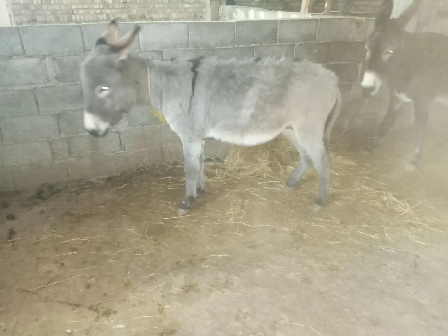 خره|حیوانات مزرعه|کوثر, |دیوار