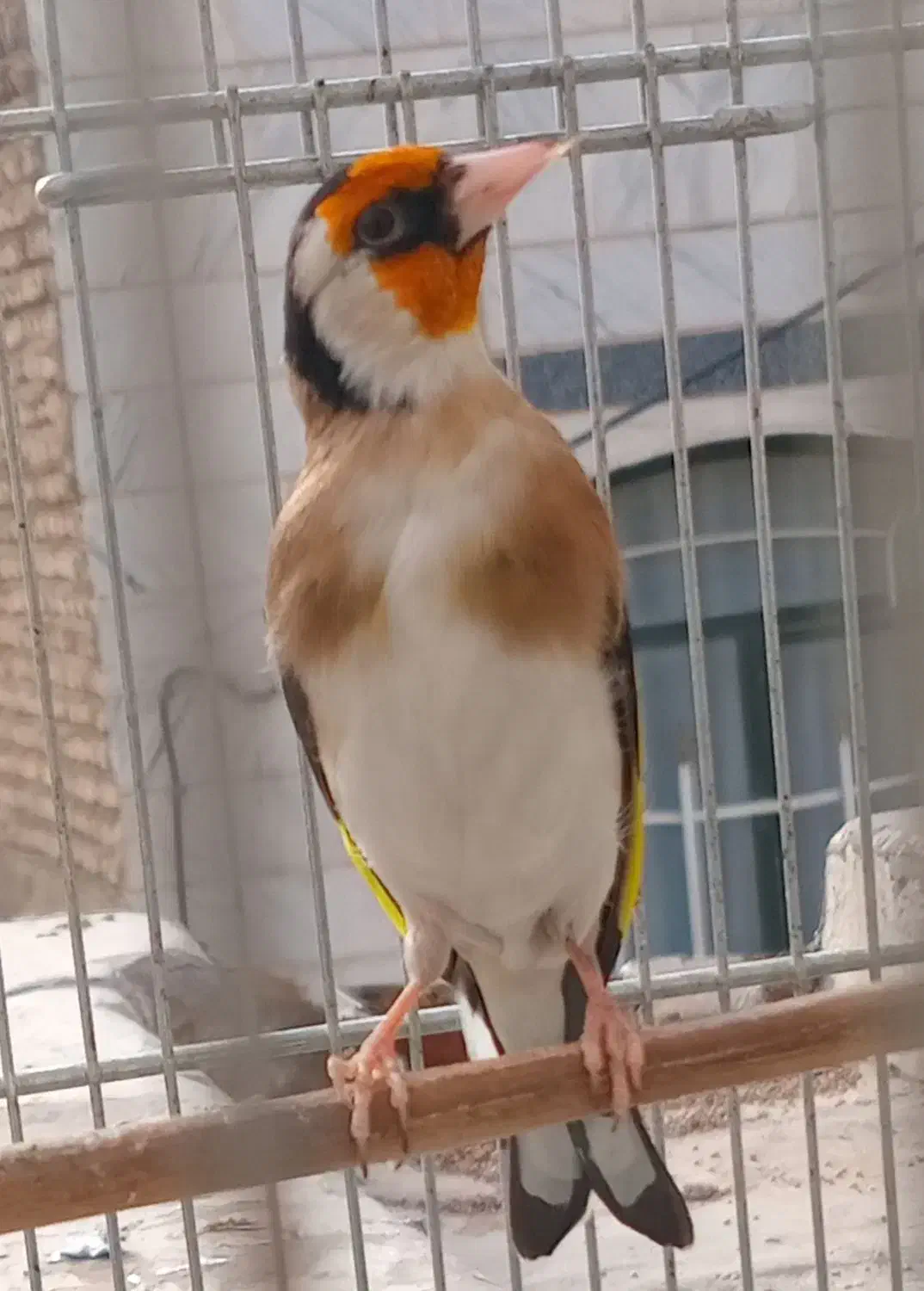 سهره جوجه قفس|پرنده|ری, علایین|دیوار