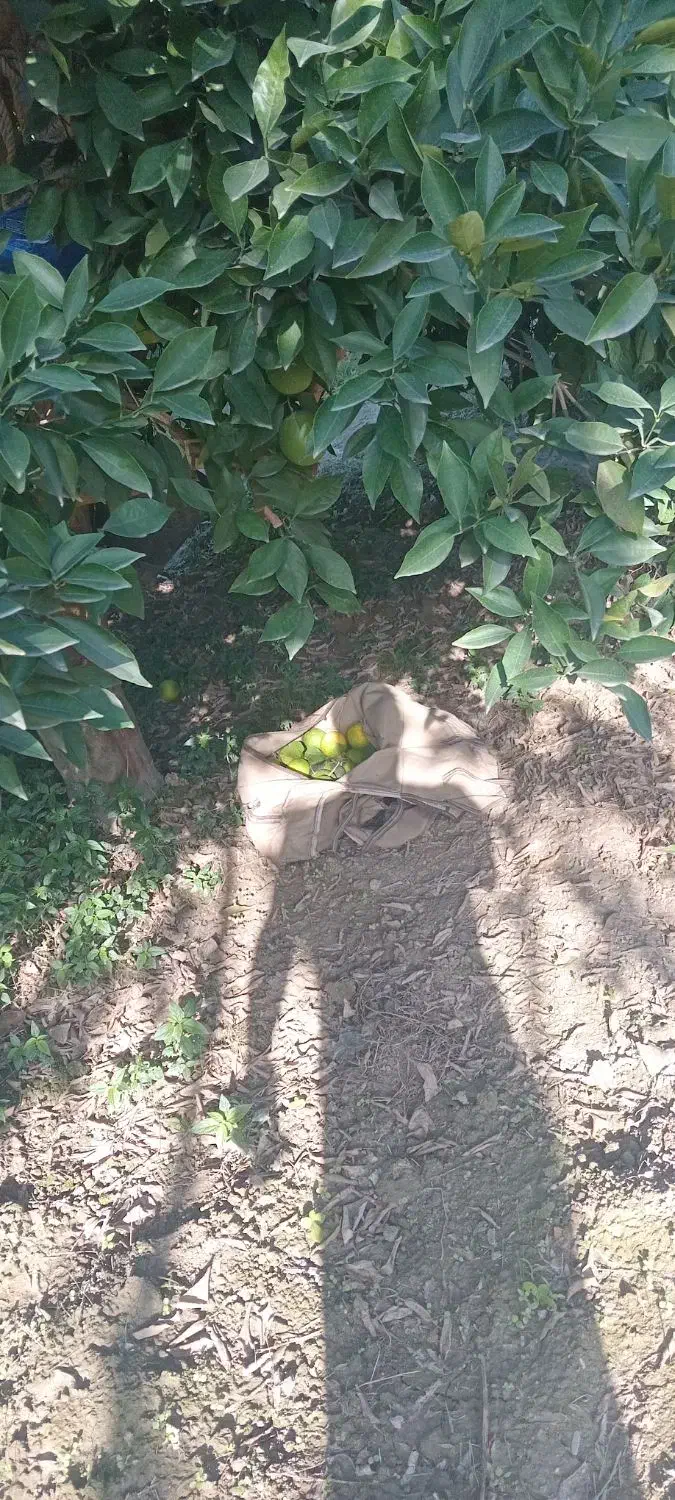 فروش پرتقال تامسون|خدمات باغبانی و درختکاری|کردکوی, |دیوار