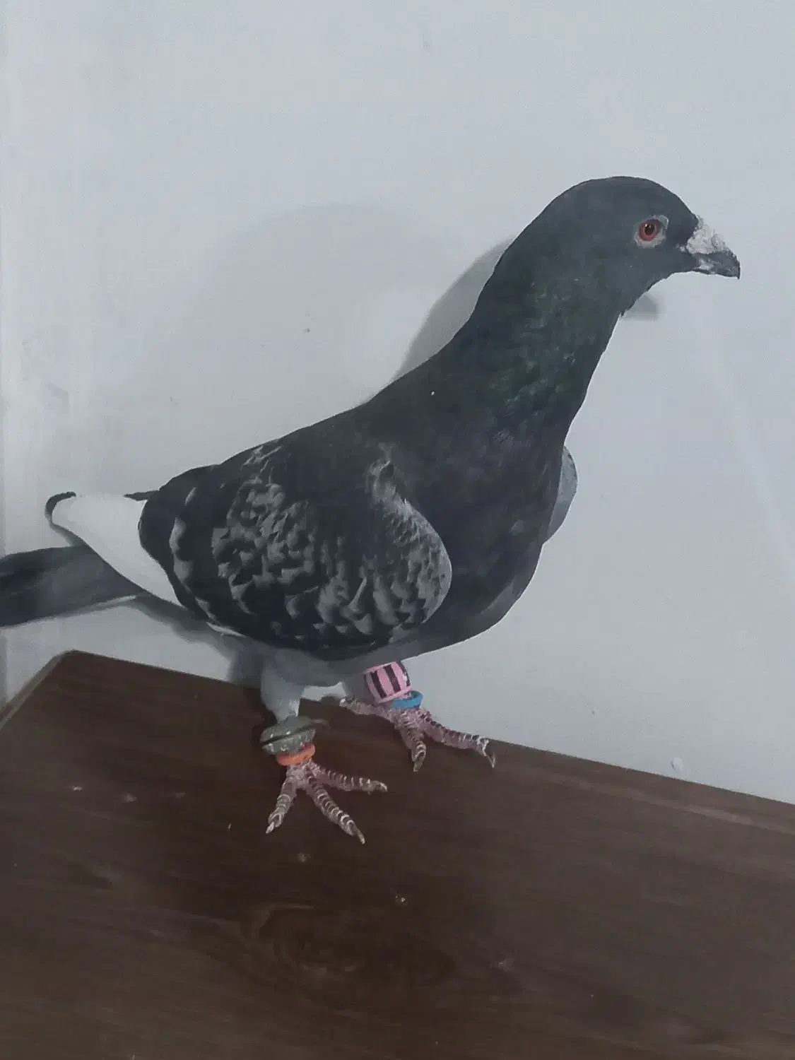 نرقرهسبزقلدربه شرط پرش همه چی تموم|پرنده|تربتحیدریه, کوی شهید احمدزاده ملکی|دیوار