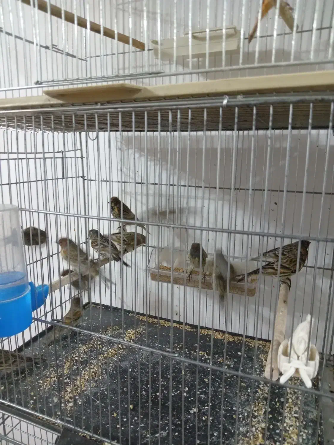 نرو ماده قناری وجوجه گل به سر|پرنده|نجف‌آباد, مولوی شمالی|دیوار