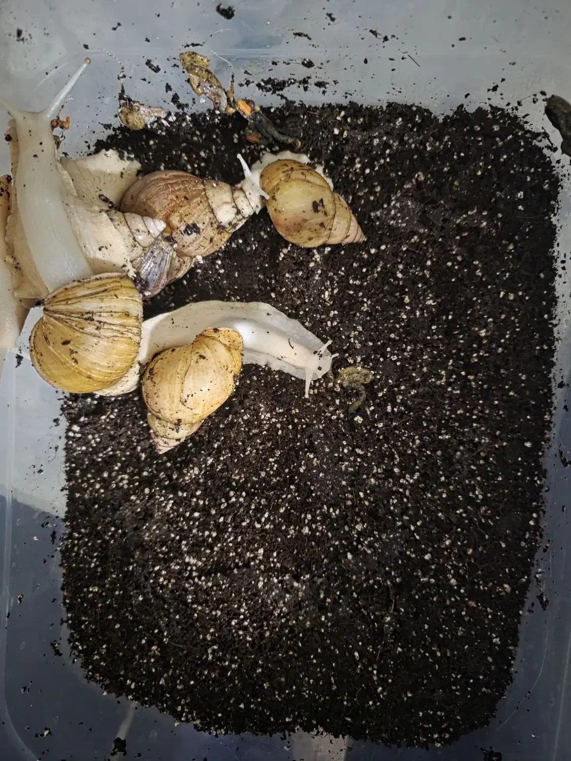 حلزون مولد|خزنده|سنندج, |دیوار