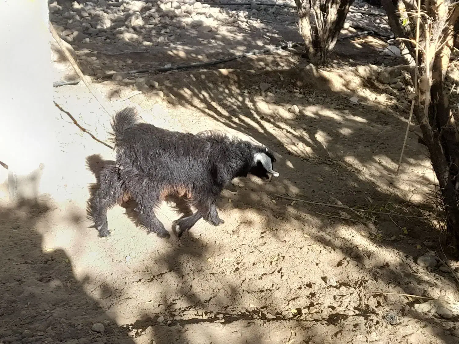 بز آبستن همراه بزغاله حراج|حیوانات مزرعه|خاش, |دیوار