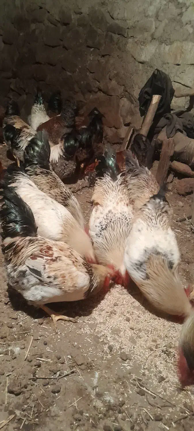 خروس طبیعی|حیوانات مزرعه|آبش احمد, |دیوار