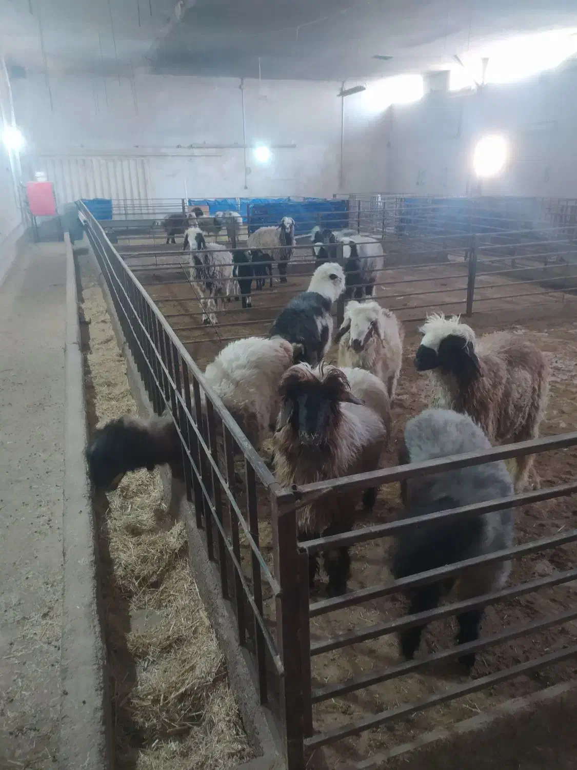 فروش دام زنده بره لری بختیاری|حیوانات مزرعه|تهران, شهرک علم و فناوری|دیوار