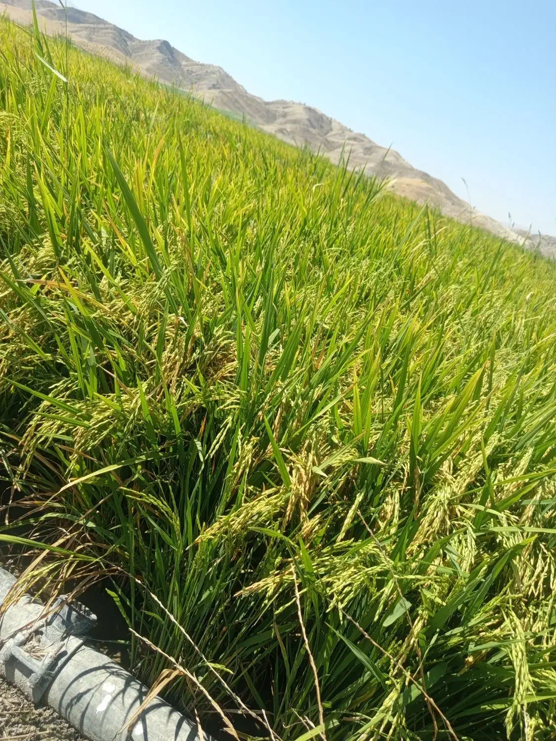 برنج هاشمی|خدمات باغبانی و درختکاری|دهدشت, |دیوار