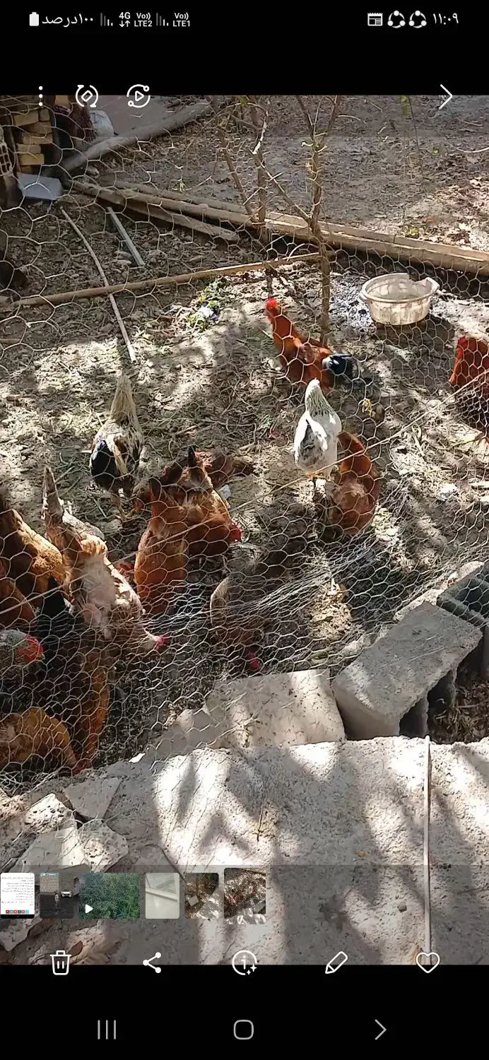 مرغ و خروس/خانگی|حیوانات مزرعه|هشتگرد, تهران دشت|دیوار