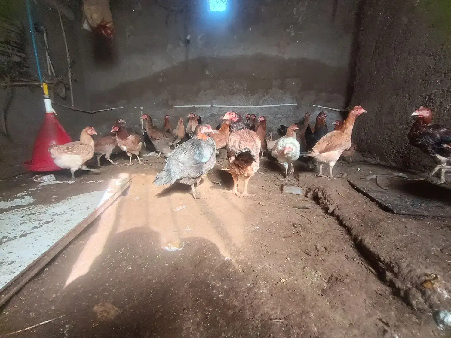 مرغ محلی|حیوانات مزرعه|هامون, |دیوار