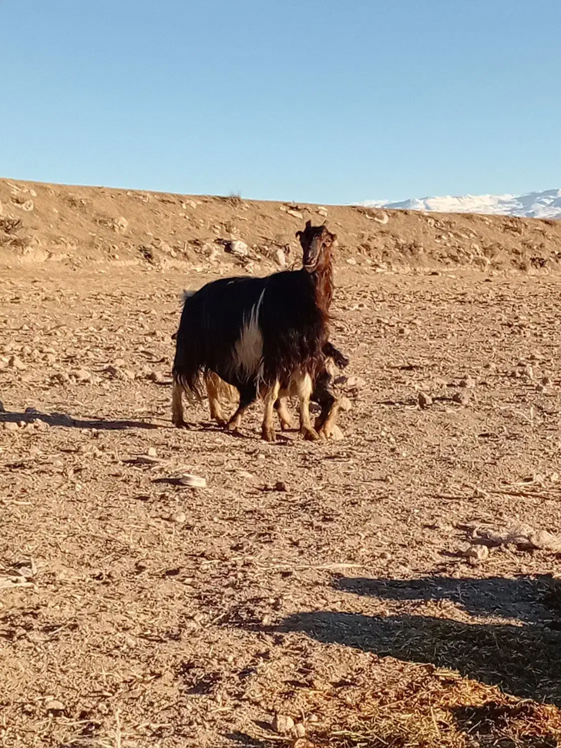 بزجوان ننه بالا|حیوانات مزرعه|اردبیل, |دیوار