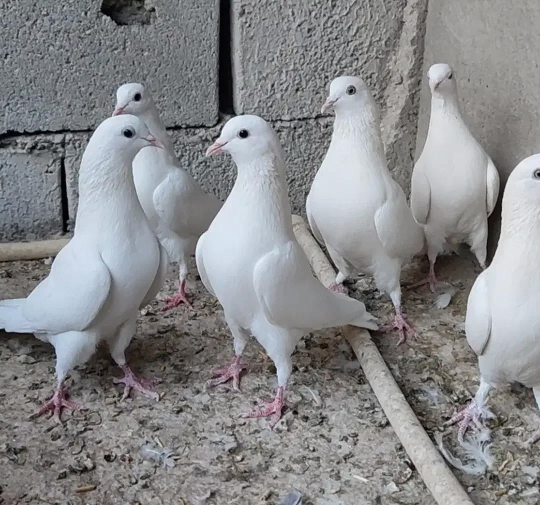 کبوتر پتی والا|پرنده|سراوان, |دیوار