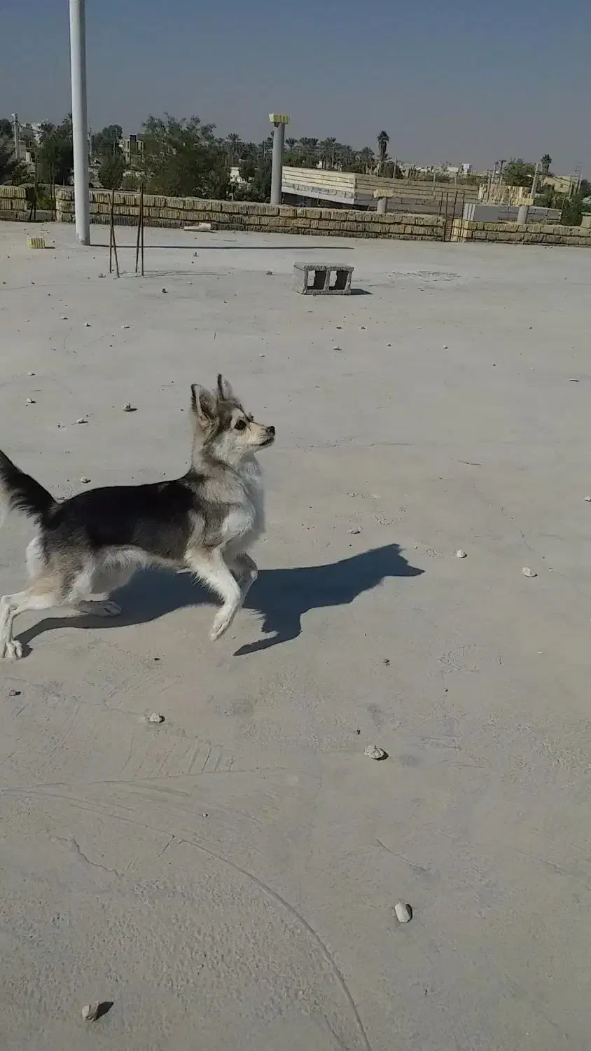 سگ زیبا|سگ|جهرم, |دیوار