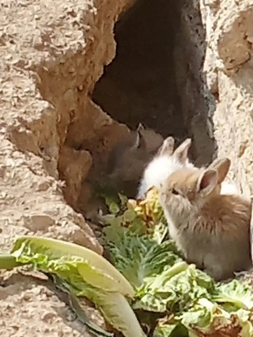 خرگوش دورگه|موش و خرگوش|اراک, |دیوار