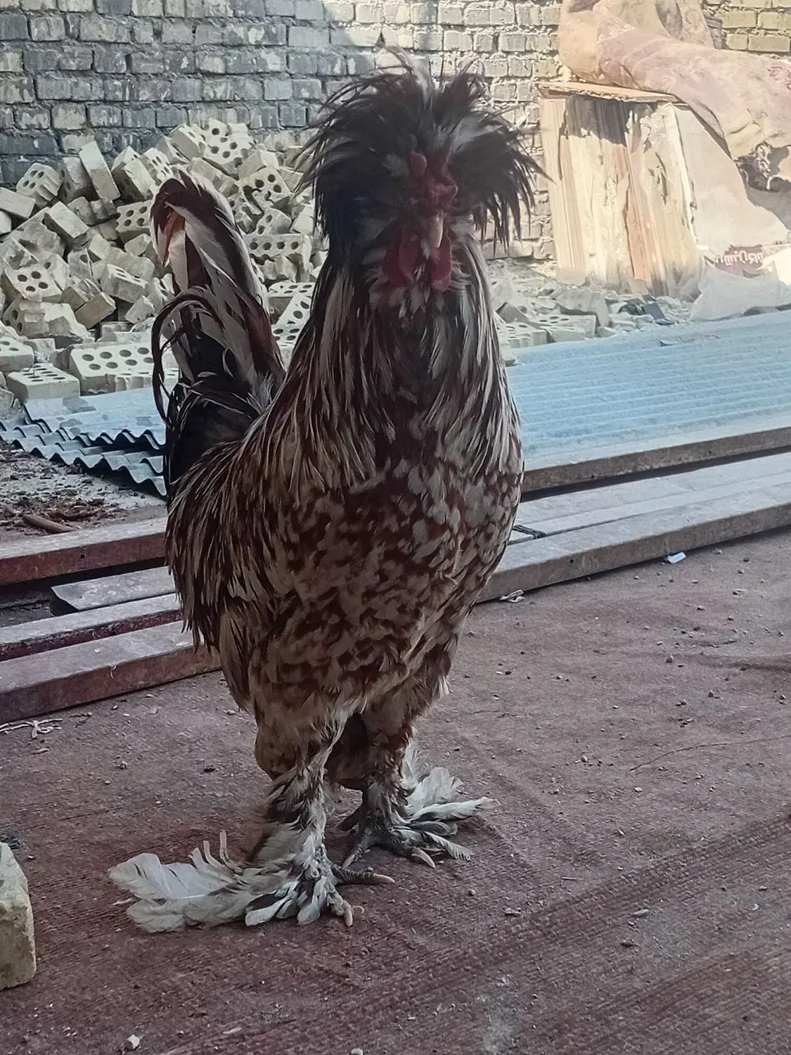 کمپلوی شمالی|حیوانات مزرعه|اهواز, کمپلو شمالی|دیوار