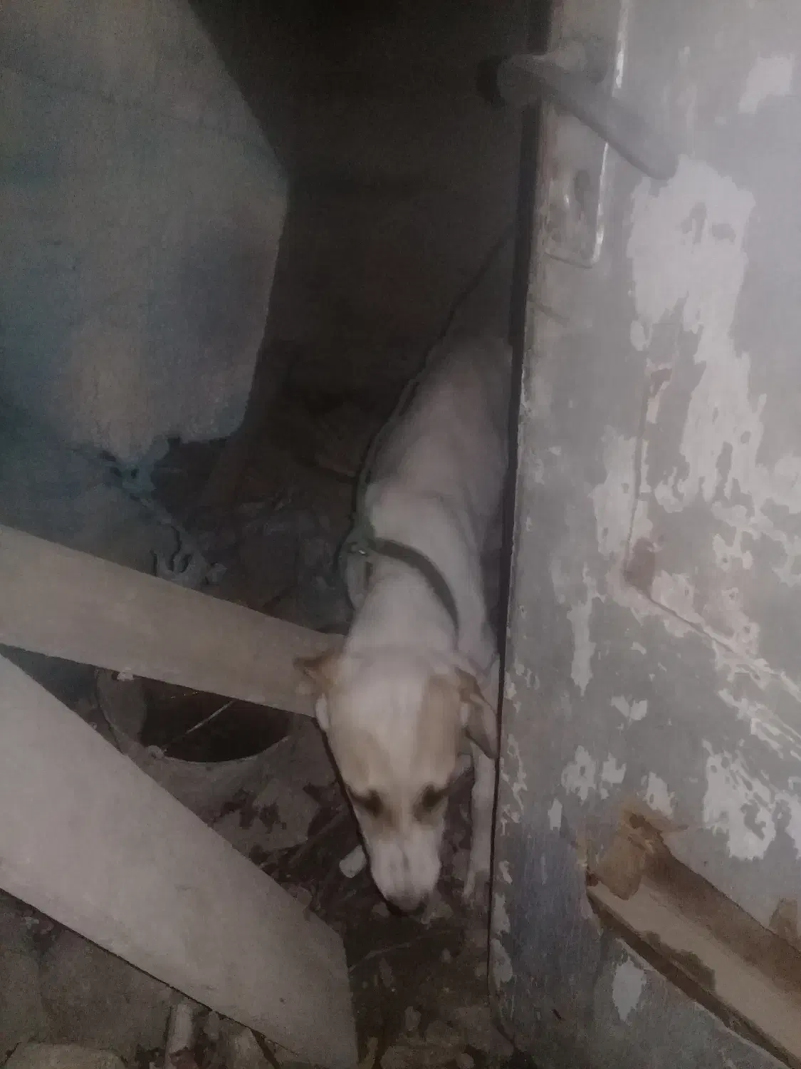 سگ شکاری|سگ|نگین شهر, |دیوار