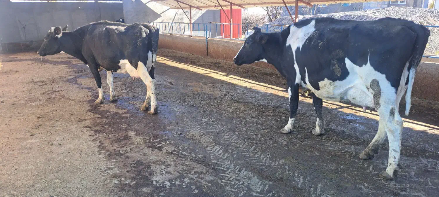 گاو شیری|حیوانات مزرعه|بلبان آباد, |دیوار