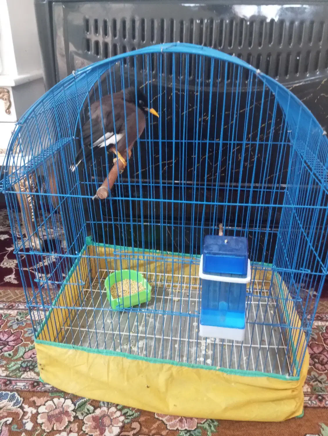 مرغ مینا به فروش میرسد یک میلیون ۵۰۰|پرنده|کرمان, |دیوار