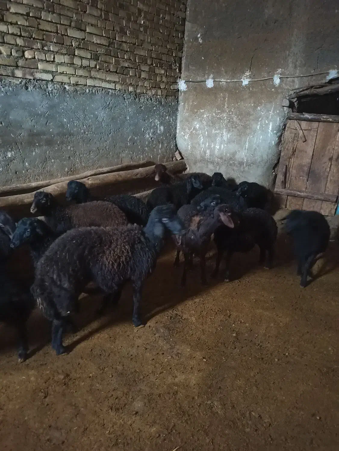 بره نر دشتی|حیوانات مزرعه|سجاس رود, |دیوار