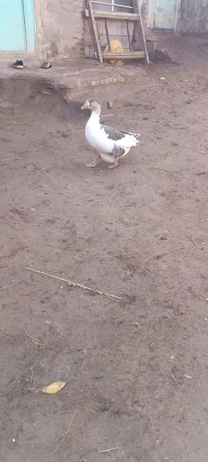 حیوان سالم|حیوانات مزرعه|خوی, |دیوار