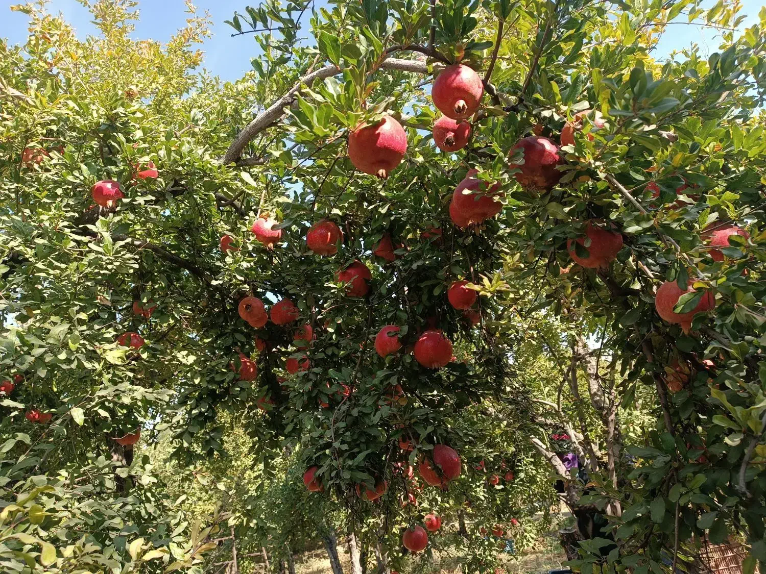 انار  رباب|خوردنی و آشامیدنی|نی‌ریز, |دیوار