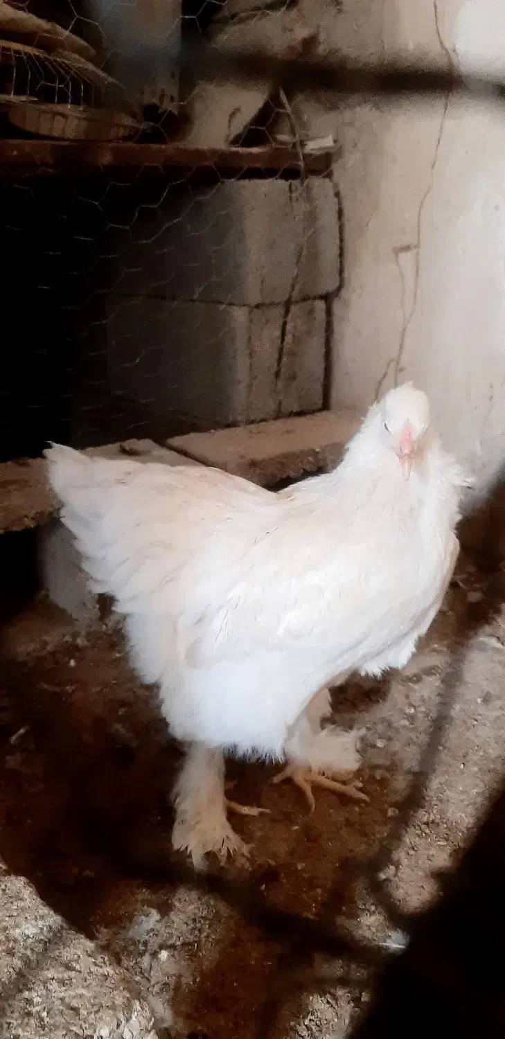 مرغ وخروس برهما|حیوانات مزرعه|بهبهان, |دیوار