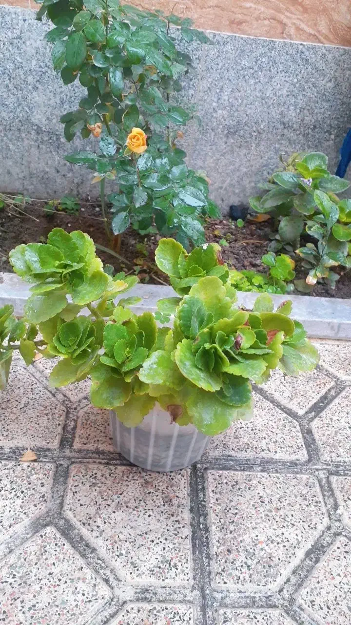 گل و گیاه‌طبیعی|گل و گیاه طبیعی|بناب, |دیوار