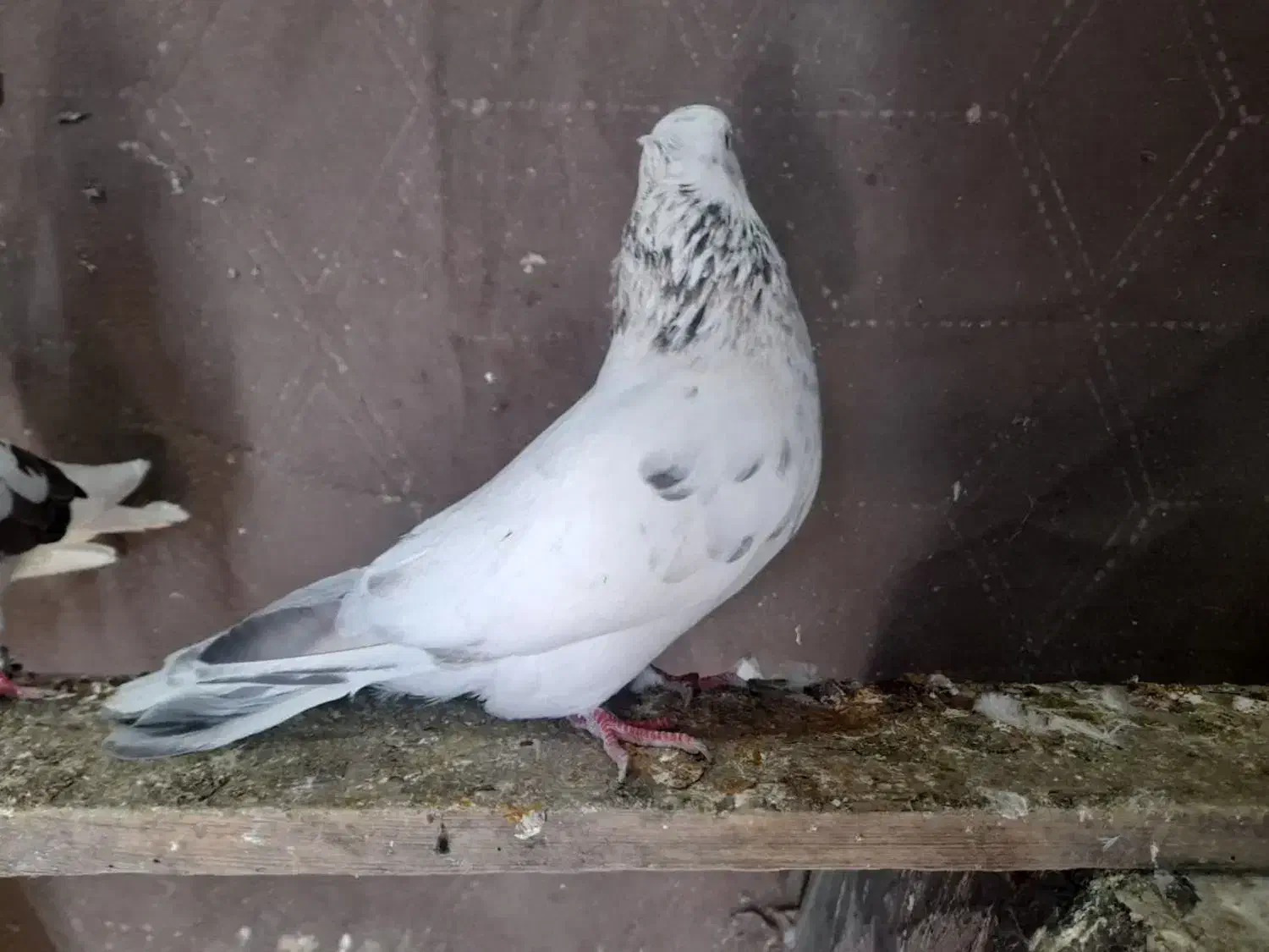 کفتر پرشی|پرنده|رباط‌کریم, رباط‌کریم|دیوار