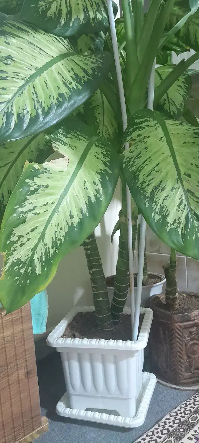 گل طبیعی دئفین باخیا|گل و گیاه طبیعی|تیکمه داش, |دیوار