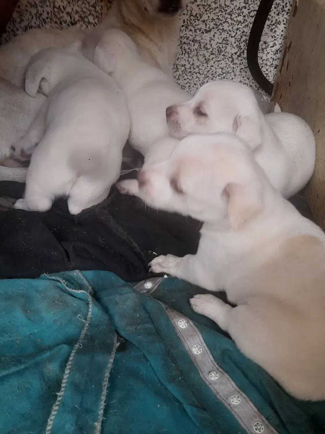 واگذاری توله شیتزو|سگ|کرمان, |دیوار