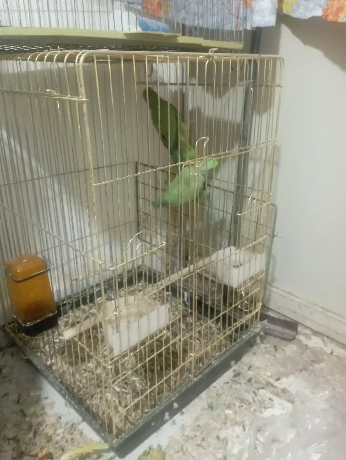 یک جفت  طوطی|پرنده|بیرجند, |دیوار