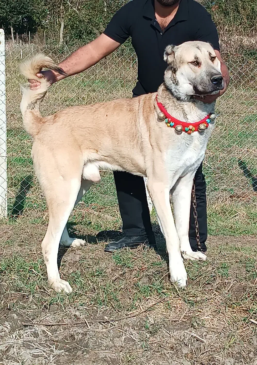 توله سرابی ۱۴ماهه|سگ|تالش, هشتپر|دیوار