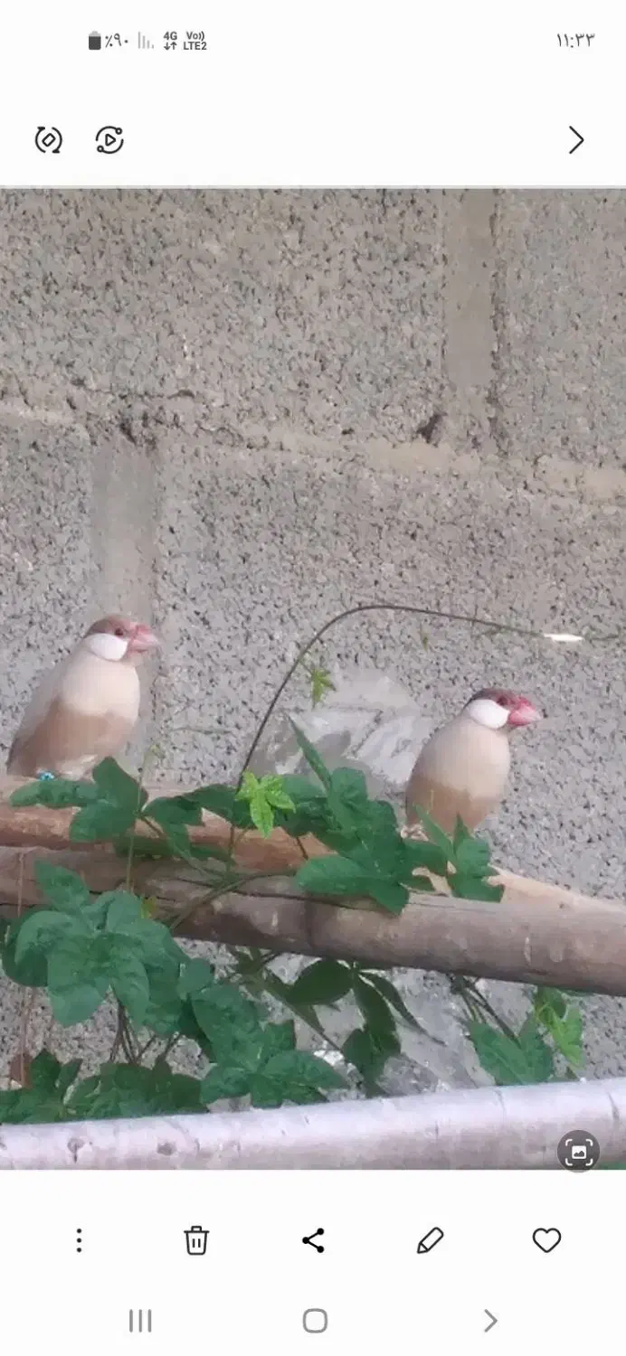 فنچ مصری شکلاتی ومرغ عشق پروانه ای|پرنده|اسیر, |دیوار