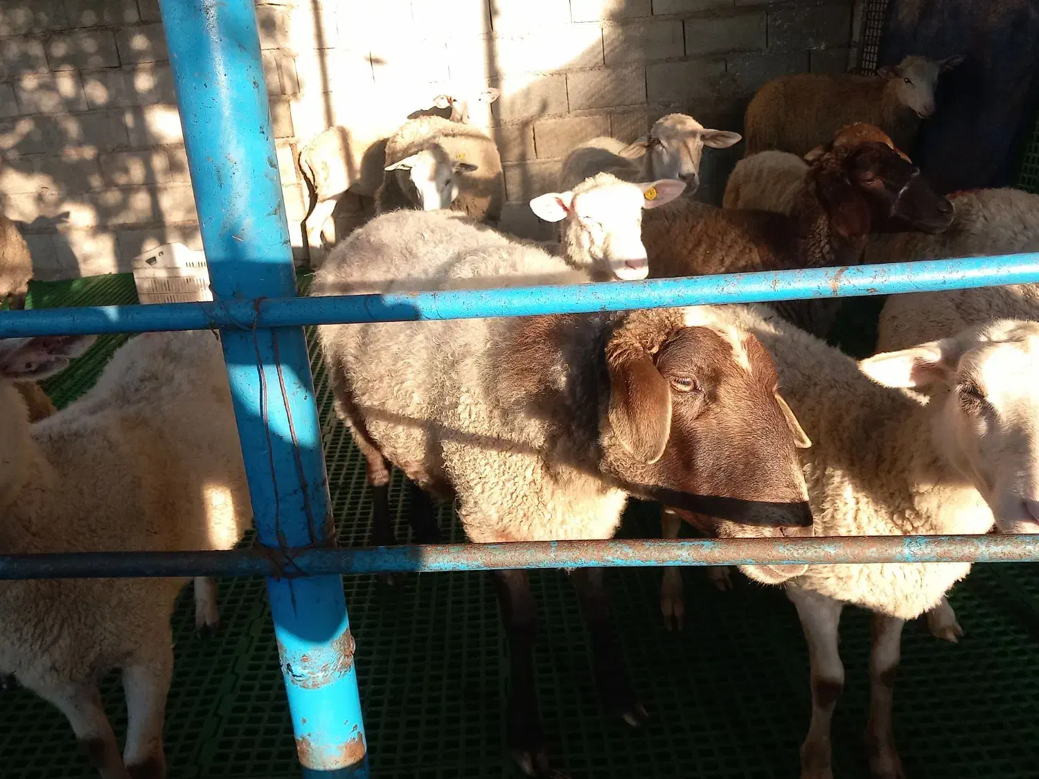 گوسفند دوقلوها با دو بره ماده وگوسفندابستن|حیوانات مزرعه|شیرگاه, |دیوار