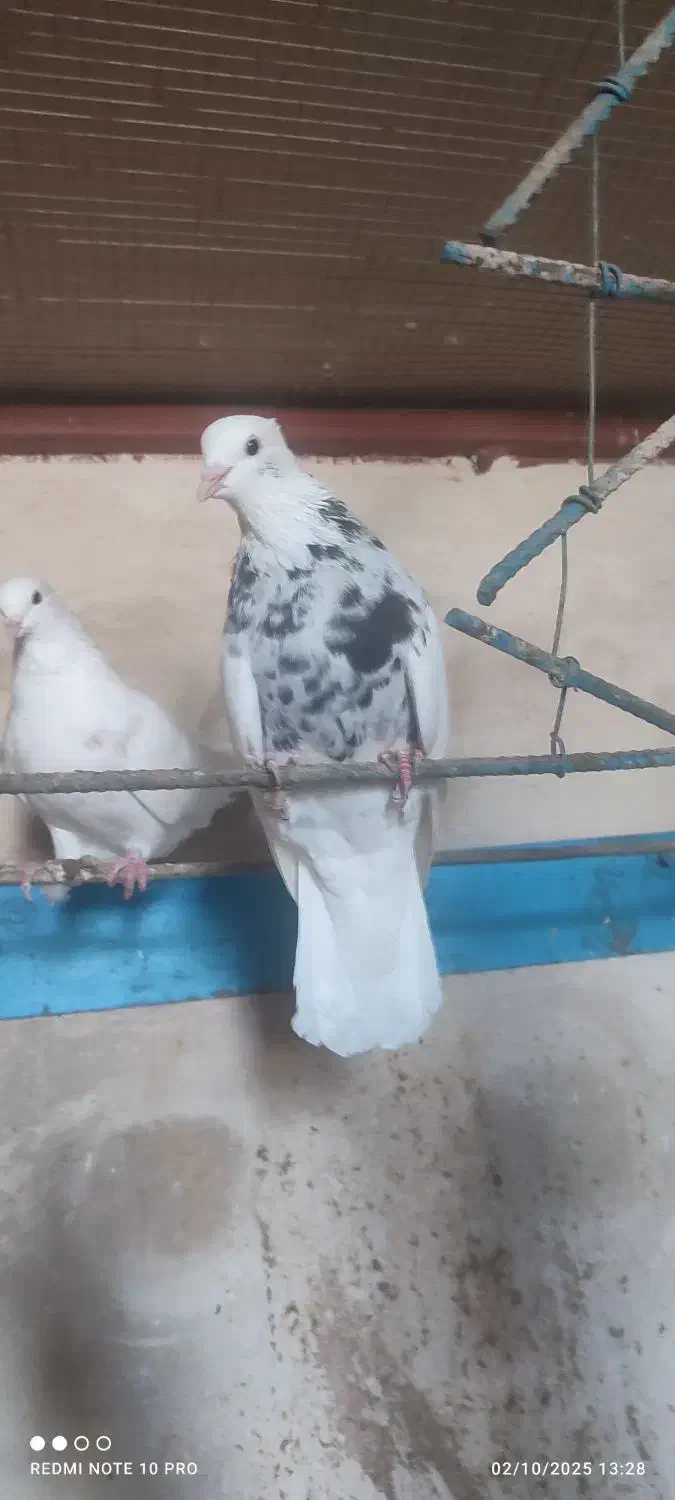 کفتر کرمانشاهی|پرنده|جهرم, |دیوار